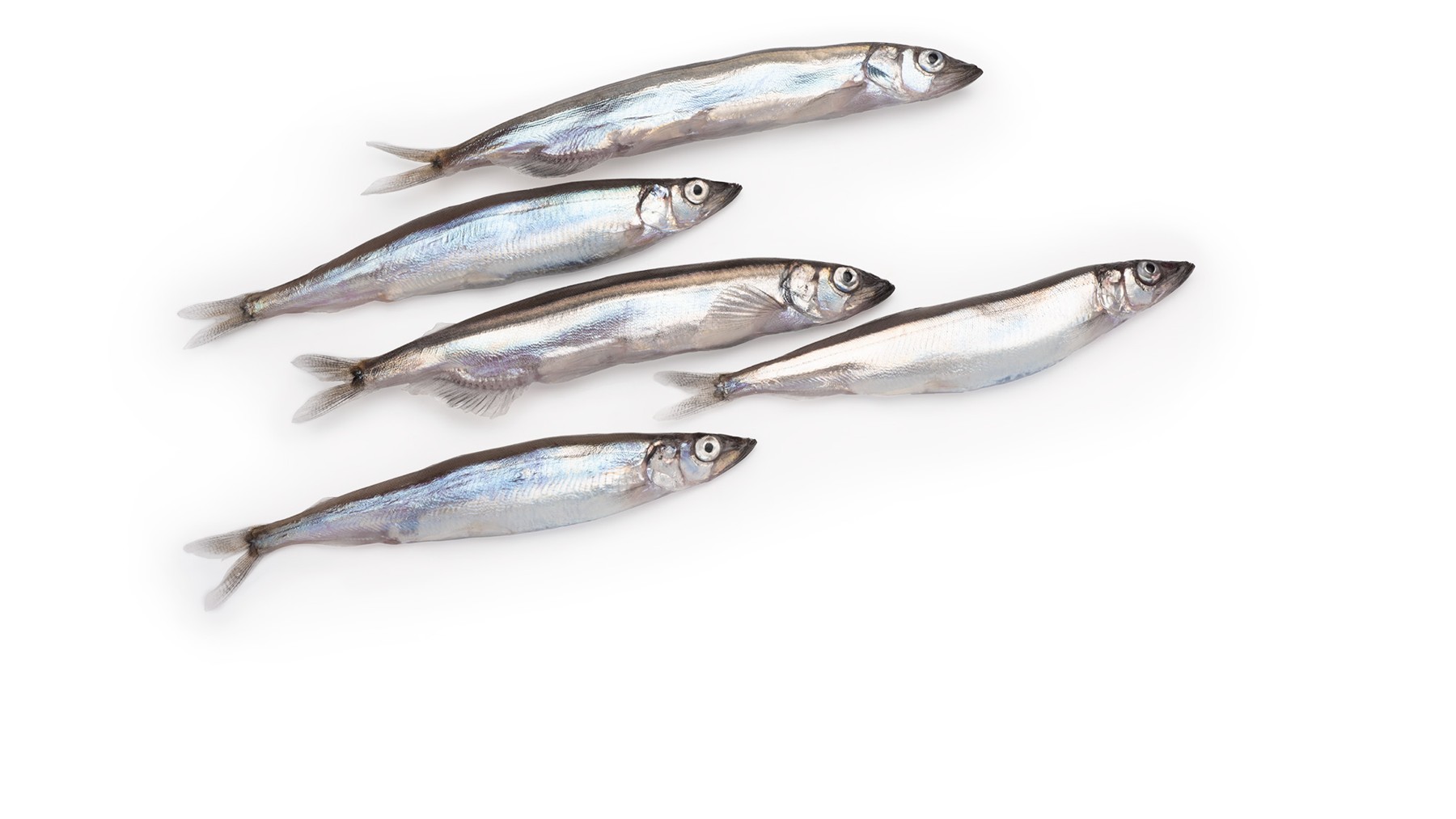 Cá Trứng Capelin nhập khẩu Canada cho khách hàng B2B tại Việt Nam