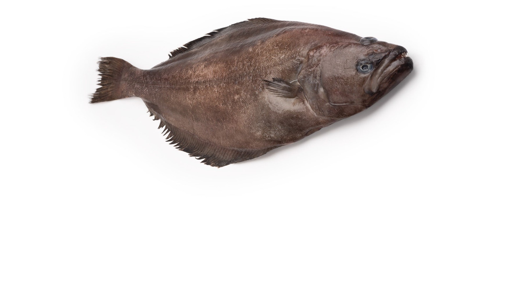 Cá Bơn Greenland (Turbot)