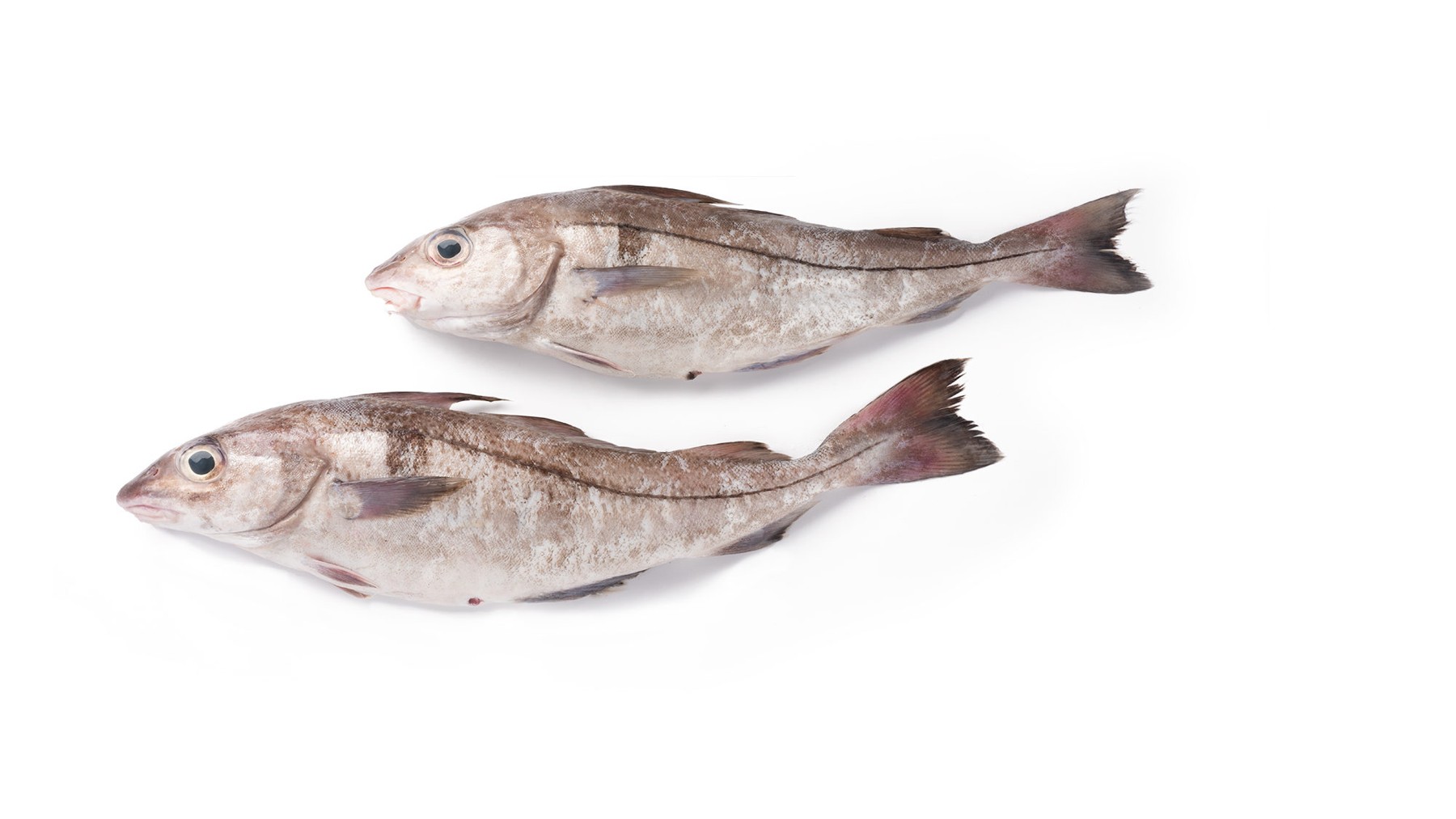 Cá Haddock Canada nhập khẩu Canada cho khách hàng B2B tại Việt Nam