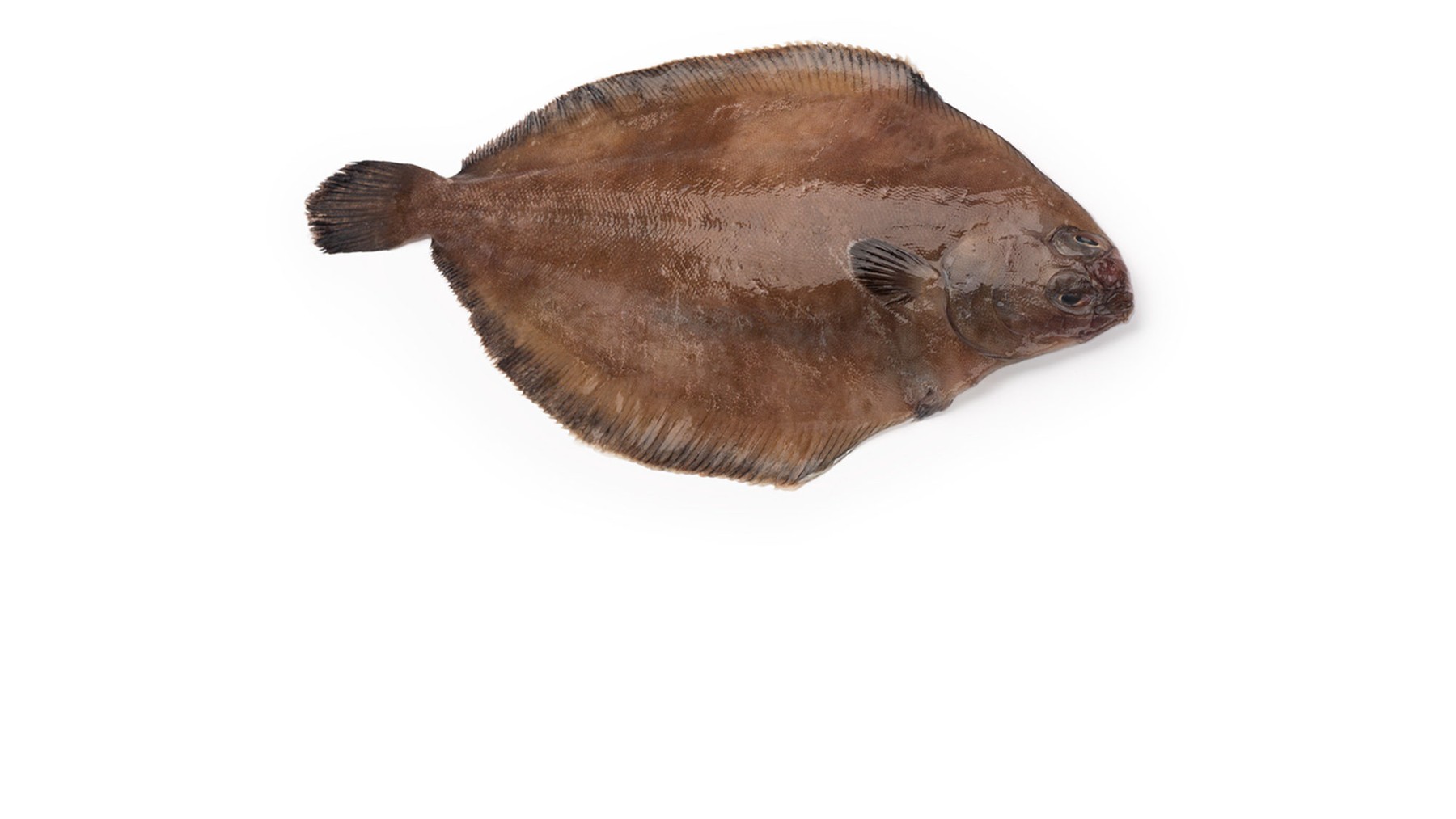 Cá Bơn Flounder / Sole nhập khẩu Canada cho khách hàng B2B tại Việt Nam